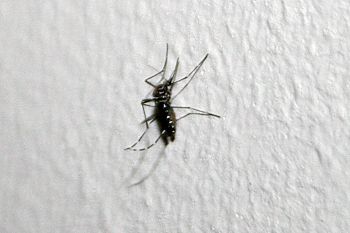 Foto ilustrativa do mosquito aedes aegypti, dengue, febre chikungunya, zika virus