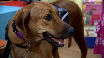 Lei estabelece critérios para tratamento de cães com leishmaniose