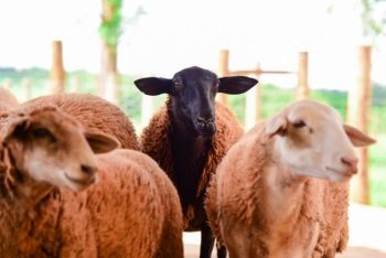Abate de ovinos cresce 183% em MS no primeiro trimestre