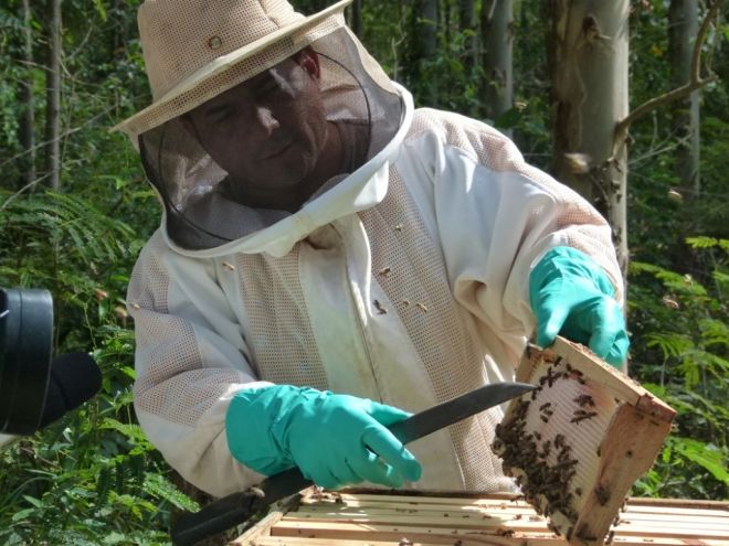 Produção de mel de Três Lagoas e região bate novo recorde
