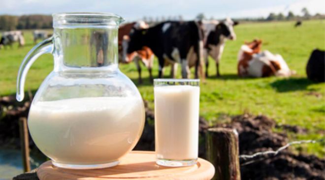 Alta no preço do Leite pode refletir em produtos lácteos