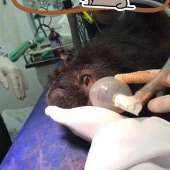 Macaco bugio recebe primeiros socorros em clínica veterinária 