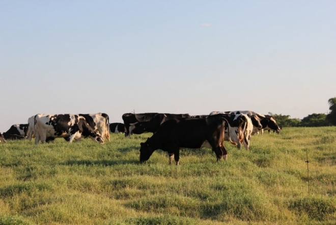 Foto ilustrativa de pasto, gado, vaca, criação de gado, Agropecuária
