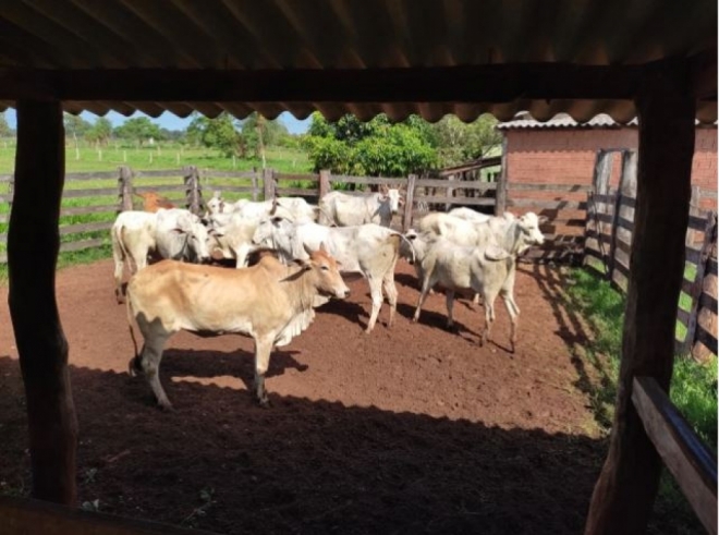 Em Sidrolândia, suspeito de furto de gado é indiciado