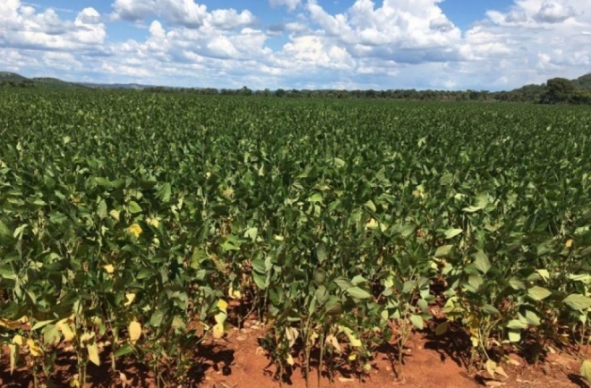 Estiagem causa perdas na soja de 1 milhão de toneladas em Mato Grosso do Sul 
