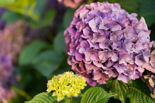 Conheça 6 flores e plantas resistentes ao frio para decoração | Notícias de  Campo Grande e MS | Capital News